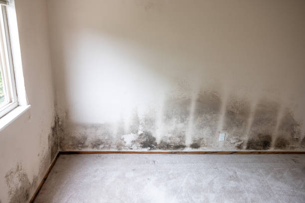 Best Crawl Space Mold Remediation  in Oak Hills, OR