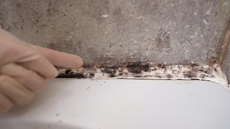 Best Post-Construction Mold Inspection  in Oak Hills, OR